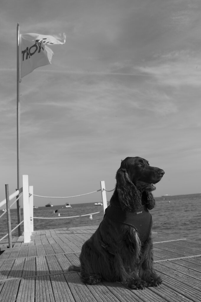 Magnus, my field spaniel